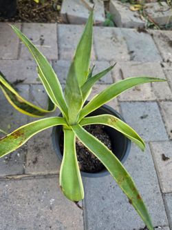 Agave