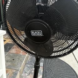 Fan