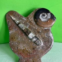 Ammonite Fossil Desk Paper Weight