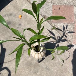 Plant - Plant Pot