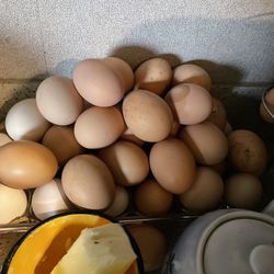 Free Range Chicken/Duck Eggs For Sell