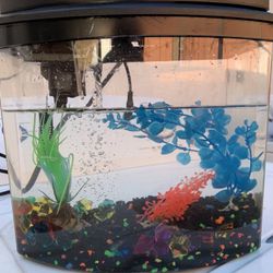 Pecera fishbowl