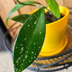 Hoys Pubicalyx (Yellow Pot-B)