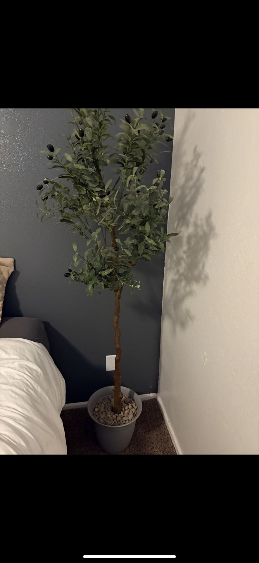 Indoor Plant