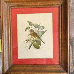 John Gould bird print picture