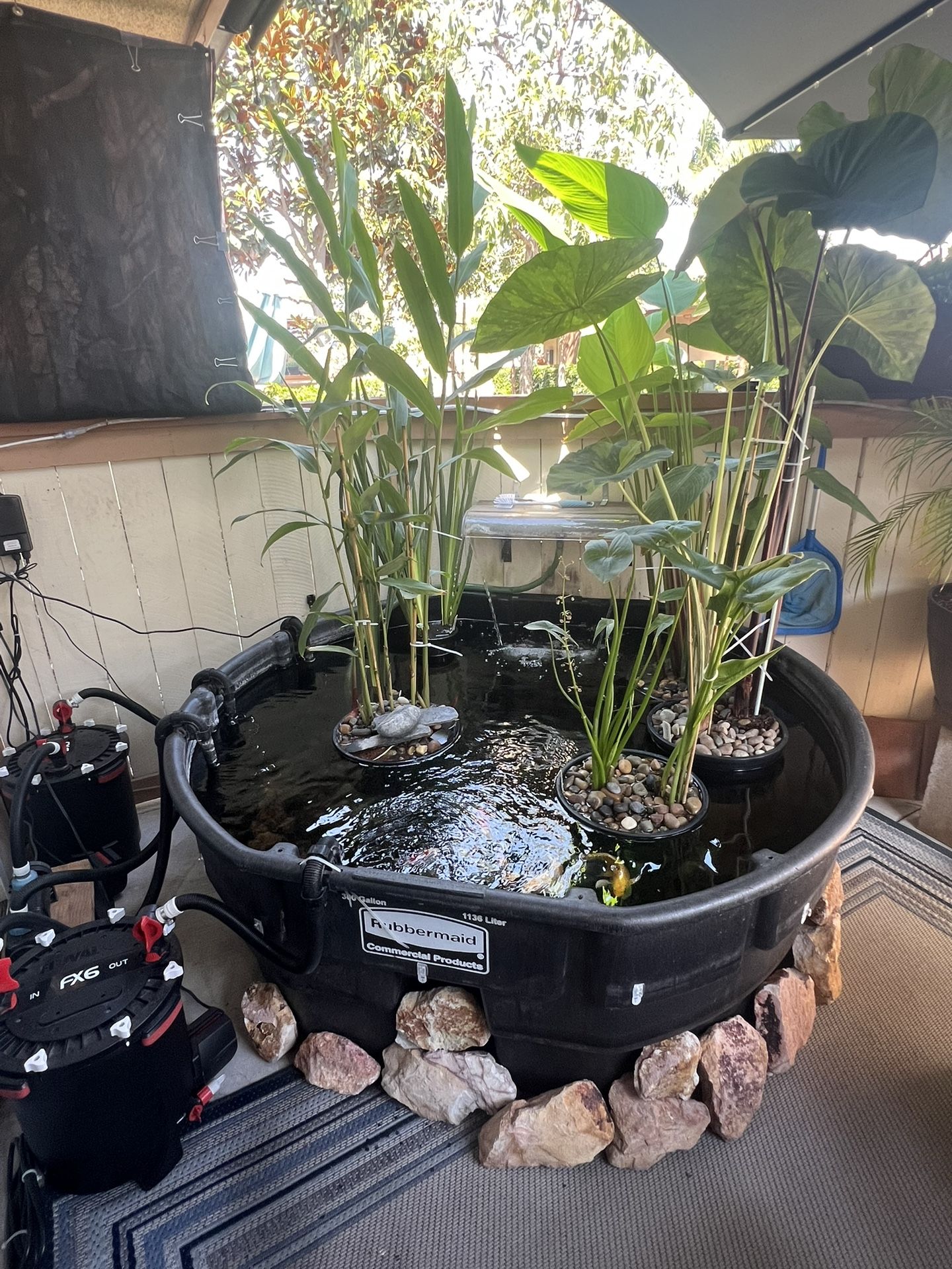 Koi Pond Set Up 