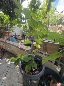 Cherimoya Tree