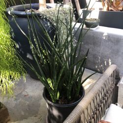 Large Beautiful Snake Plant 
