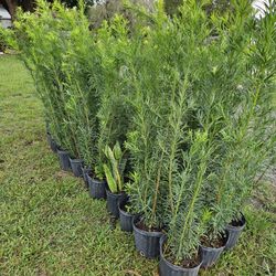 podocarpus Over 4 feet tall Instant Privacy Hedge