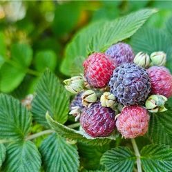 mysore  raspberry  plant  🪴 3gal plantas de frambuesa en 3gal