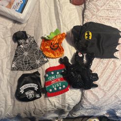 Bearded Dragon Costumes 