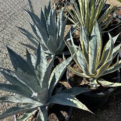 Agave Plants