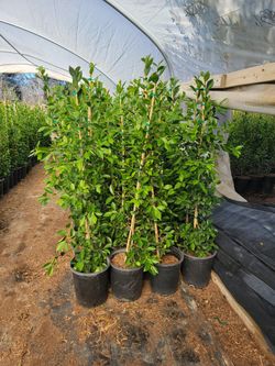 Ficus