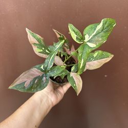 4” syngonium red spot tricolor