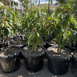 mango criollo