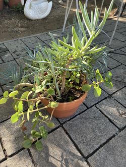 Succulent plant