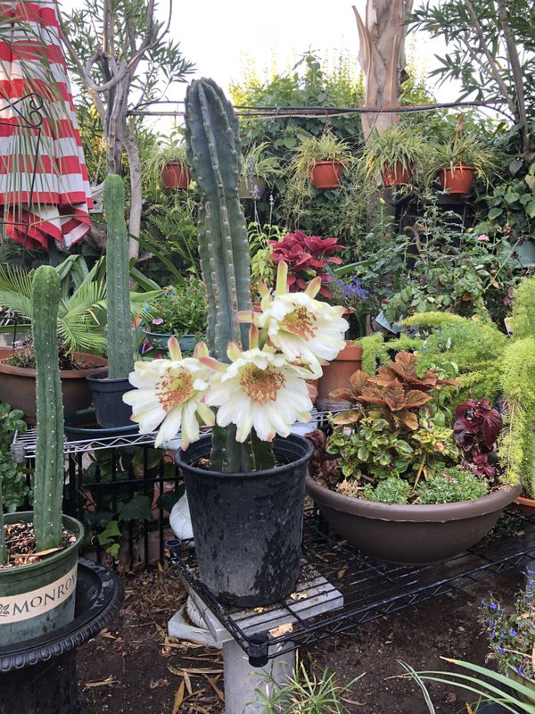 Plants for sale. for Sale in Las Vegas, NV OfferUp