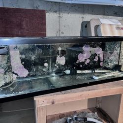 125 Gallon Salt Water Tank