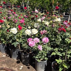 Rose Bush 
