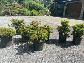 3gal azaleas!