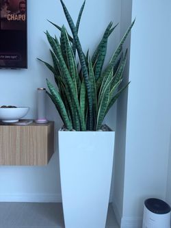 Large Snake Plant in White Planter