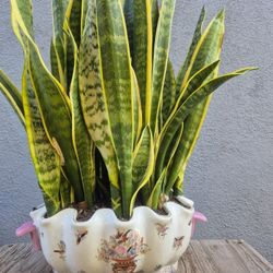 Snake Plant In Decorative Vase