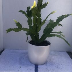 Christmas Cactus White 