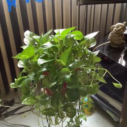 Plants For Sale