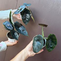 4” alocasia unicorn ( price is for each )