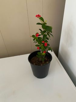 Corona De Cristo De Flor 🌺🌹Pequeña