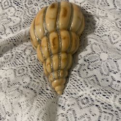Vtg. 50’s Seashell Wall Pocket-Planter.