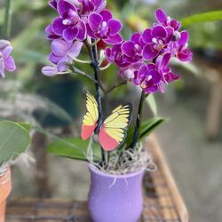 Mini Phalaenopsis Orchids Arrangements 