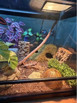 Reptile tank