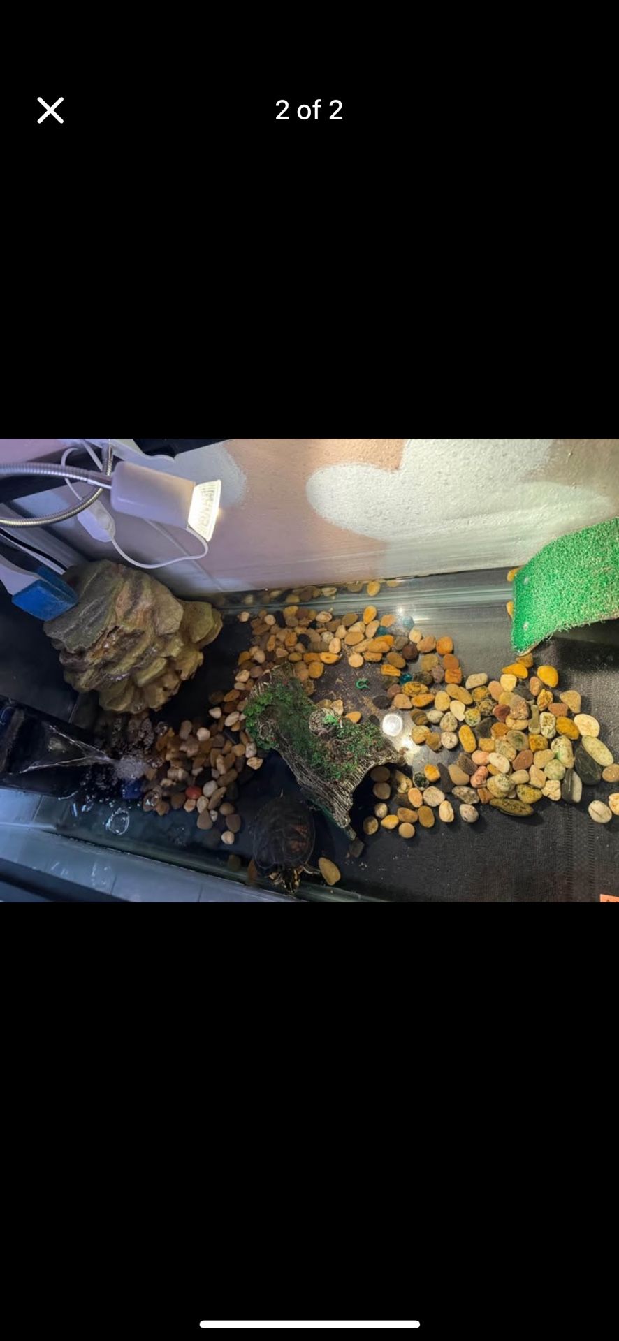 Turtle And Tank