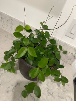 Hoya plant