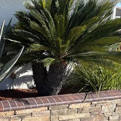 Sago Palm 2 headed