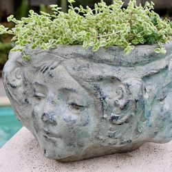A Cute Pot With Plants