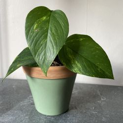 Cute Potted Pothos Plant 🌱 
