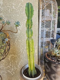 Comes in Pot not in the standing one.