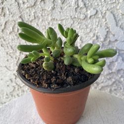 4 Inch Pot Succulent Plant - Crassula Nudicaulis Herrei - Rooted & Stablished - Drought Resistant 🪴