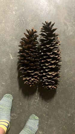 Pine Cones