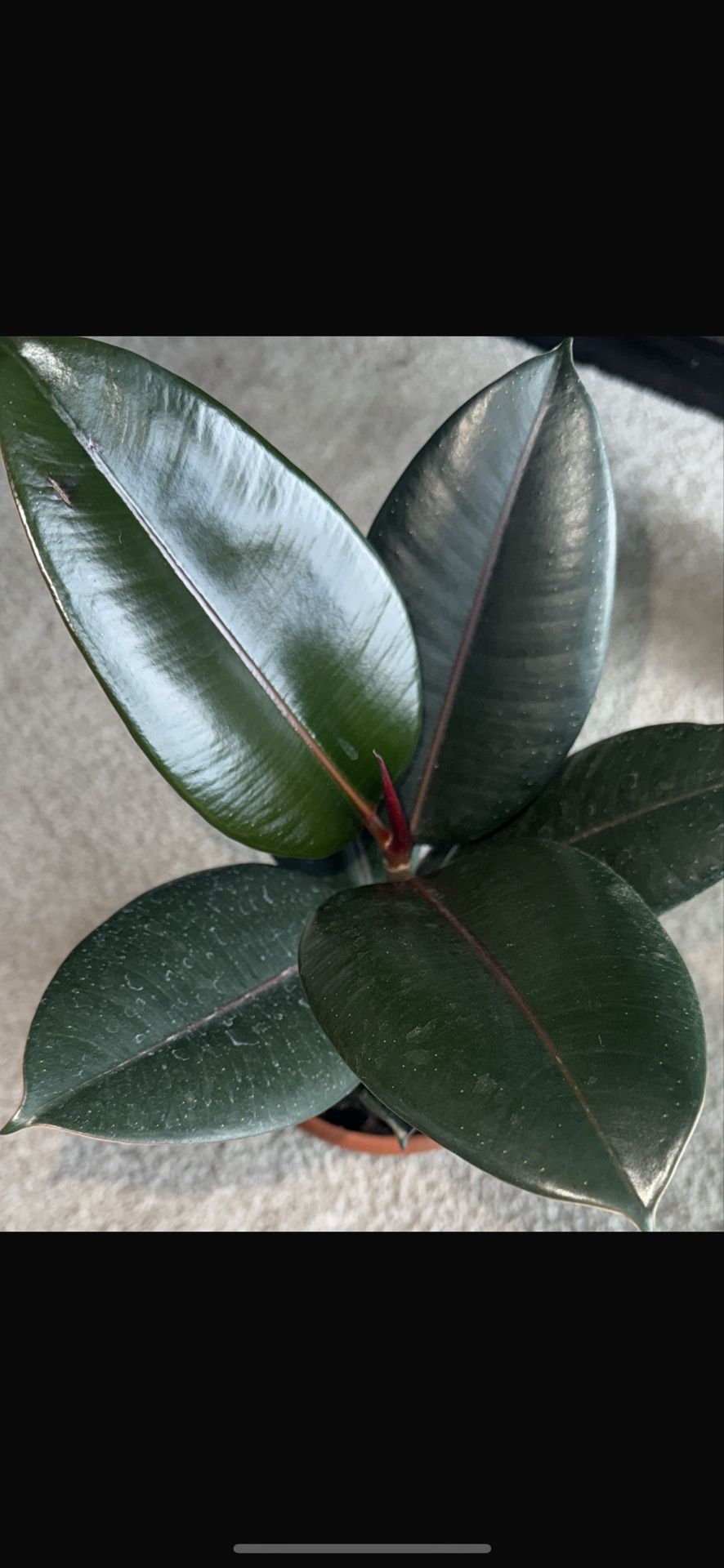 Rubber Plant Live