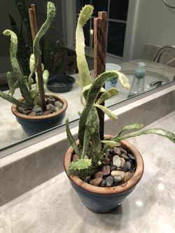 Cactus plant in a blue ceramic pot Live Plant Thumbnail
