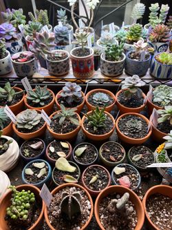 Many many succulents must go…