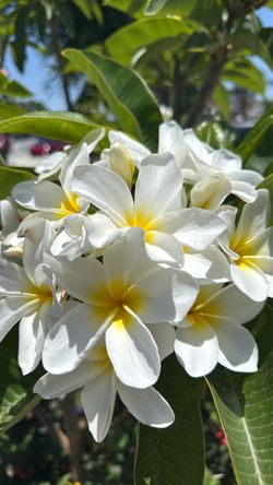 White plumeria