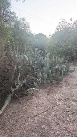 Cactus