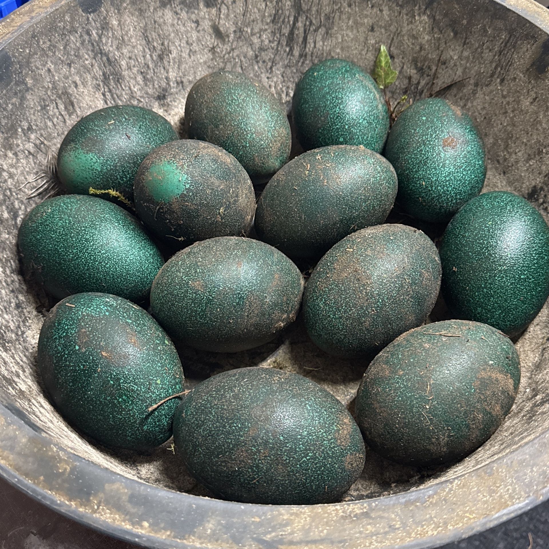 Emu Eggs $60 Each