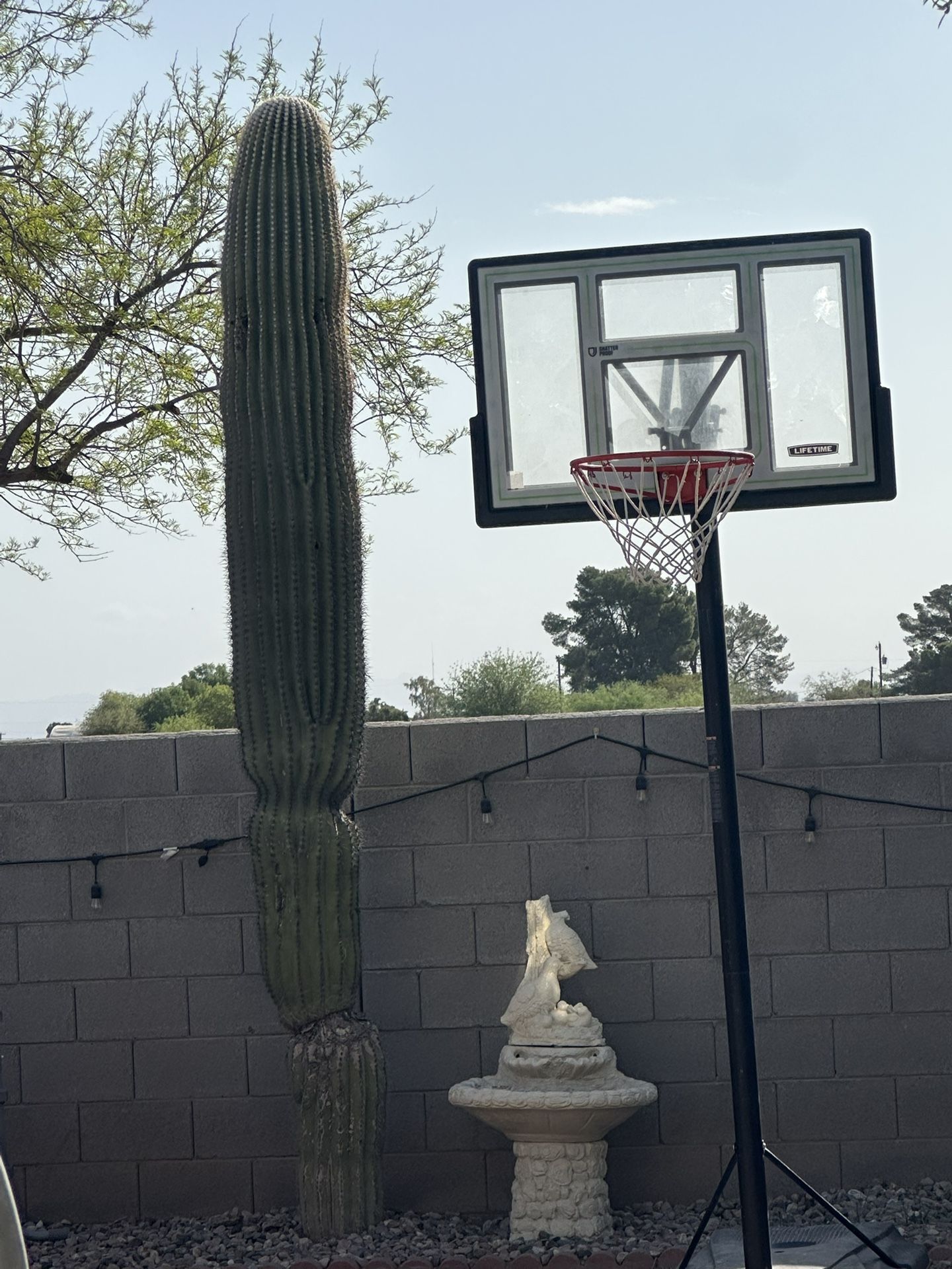 Saguero Cactus