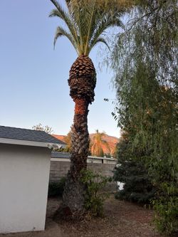 Palm tree
