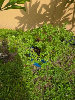 Tulsi Holy Basil Seeds